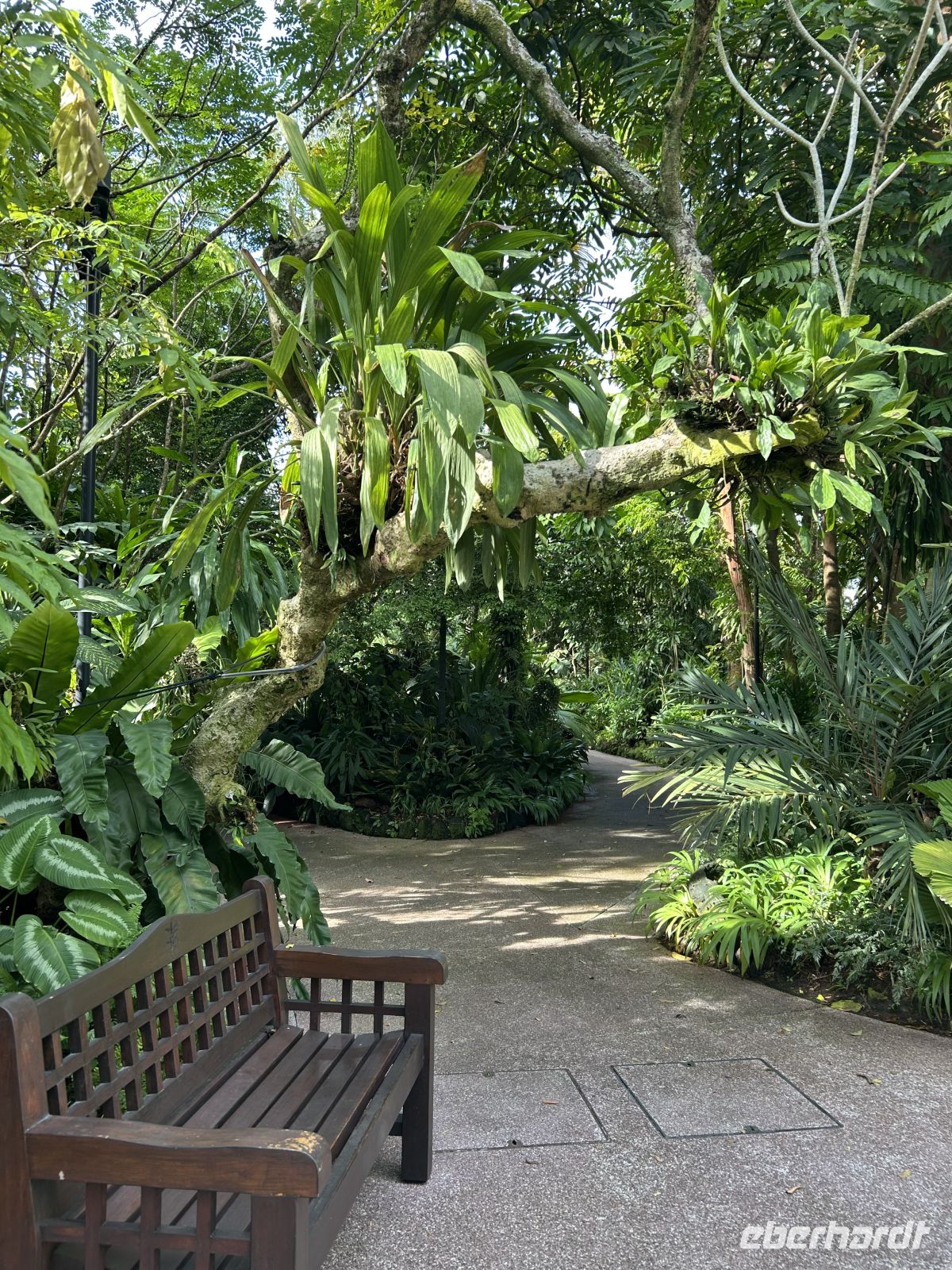 Orchideen-Garten Singapur