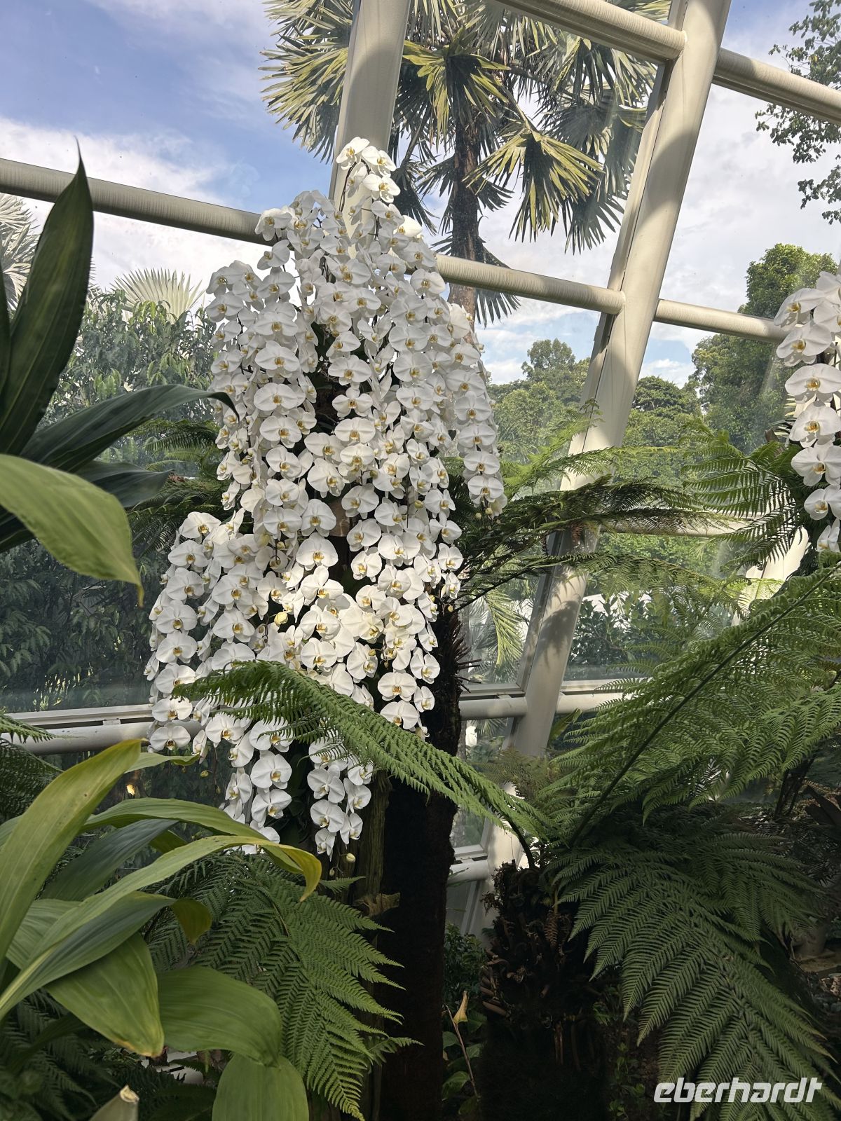 Schmetterlingsorchidee 