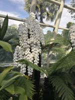 Schmetterlingsorchidee 