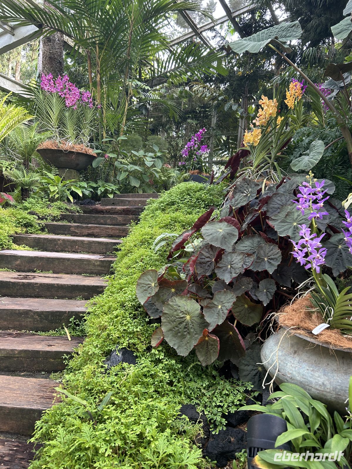 Orchideengarten Singapur