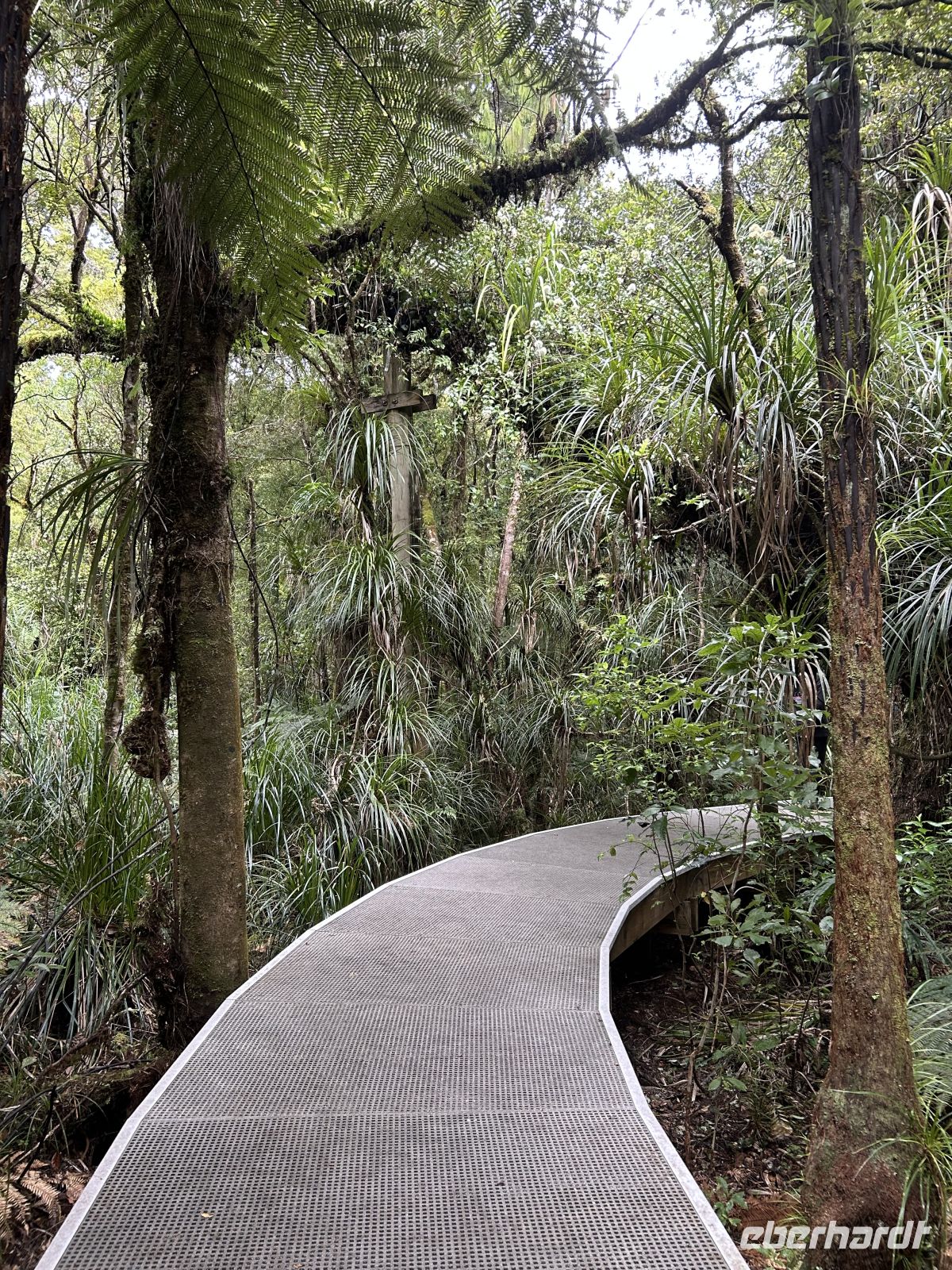 Spaziergang zum Tane Mahuta