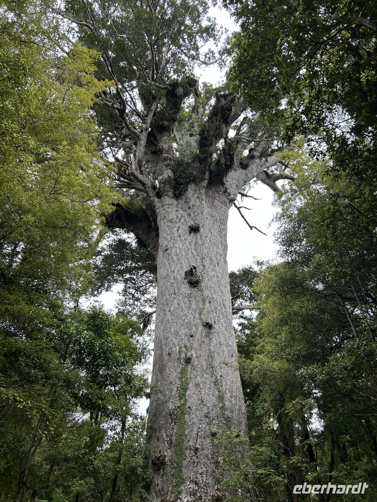 Tane Mahuta