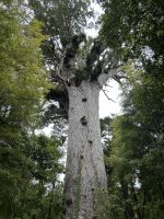 Tane Mahuta