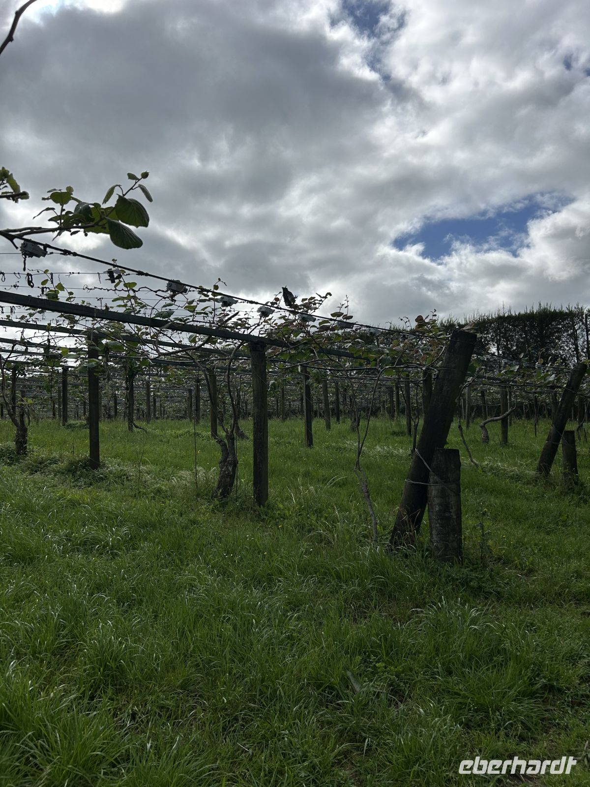 Kiwiplantage Neuseeland