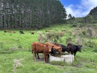 Wanderung Cathedral Cove
