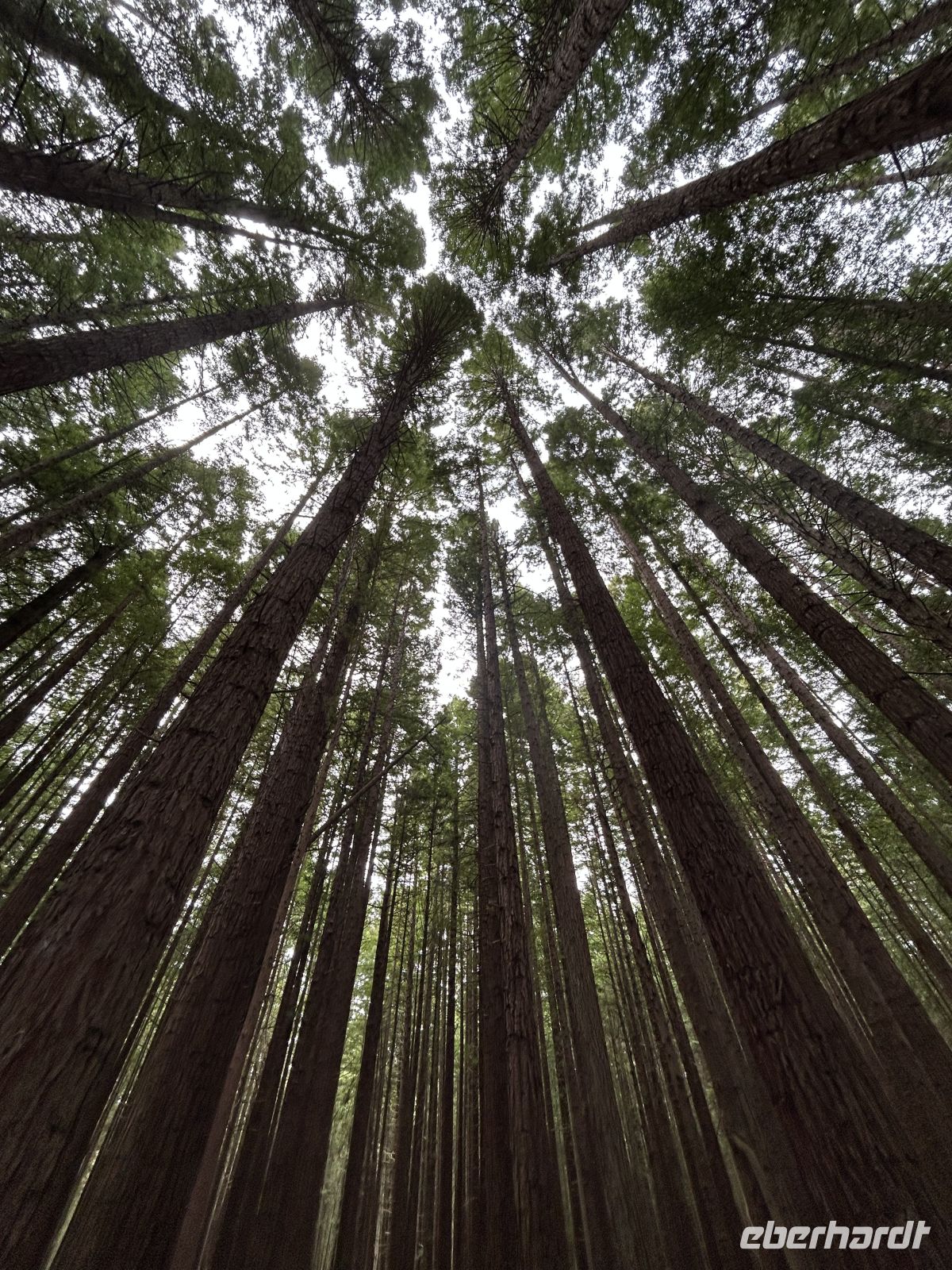 Waitawa Walk im magischen Wald