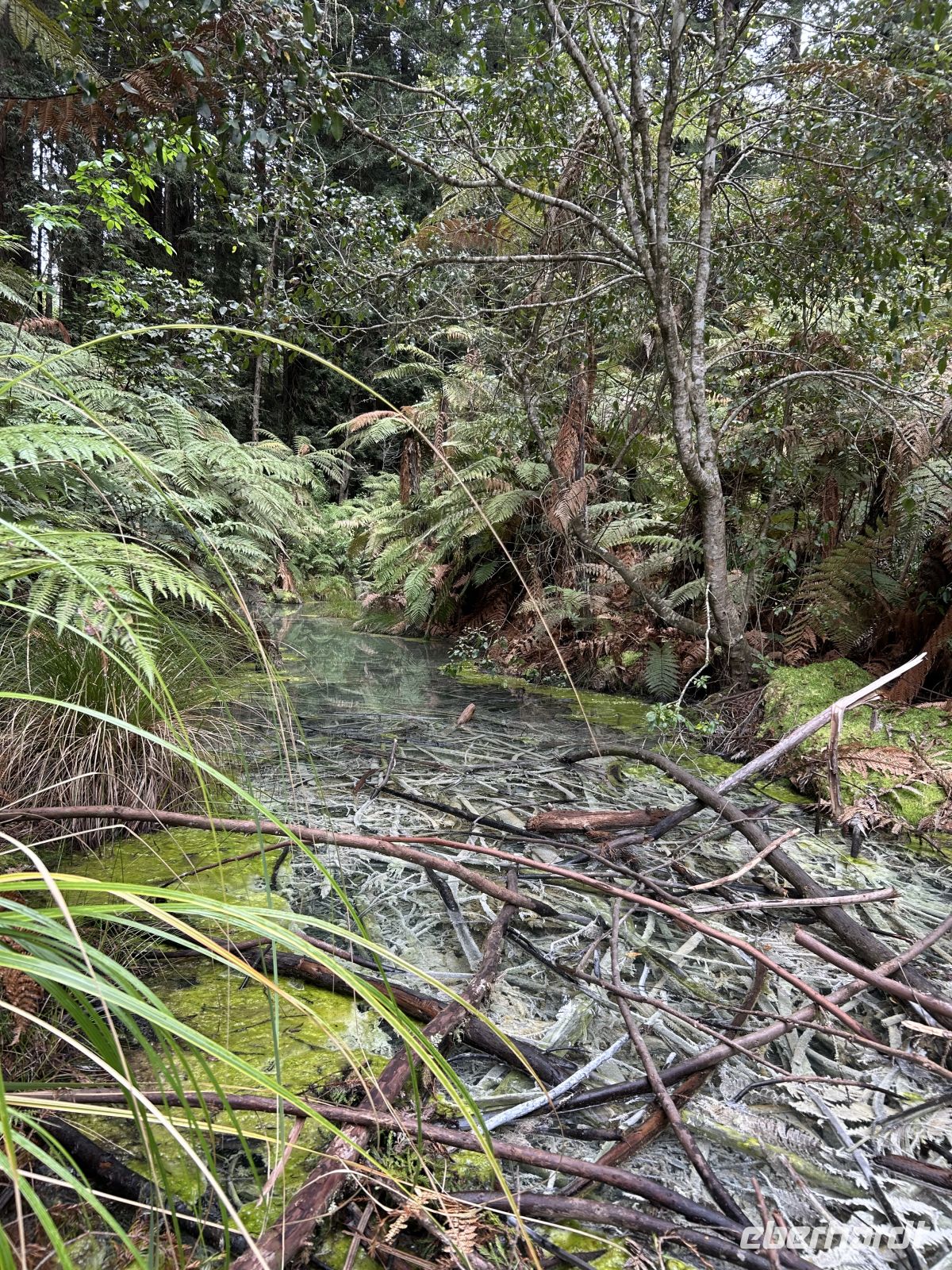 Waitawa Walk im magischen Wald