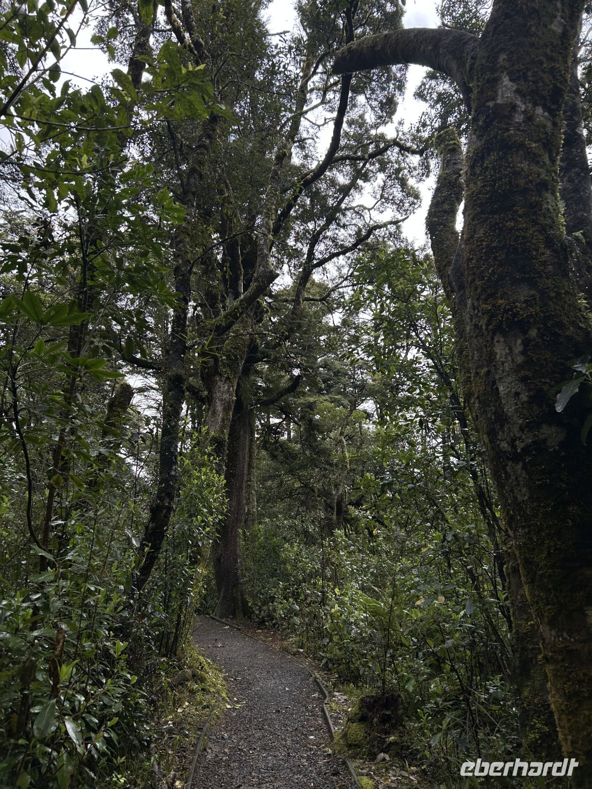 Rimu Walk 