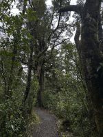 Rimu Walk 