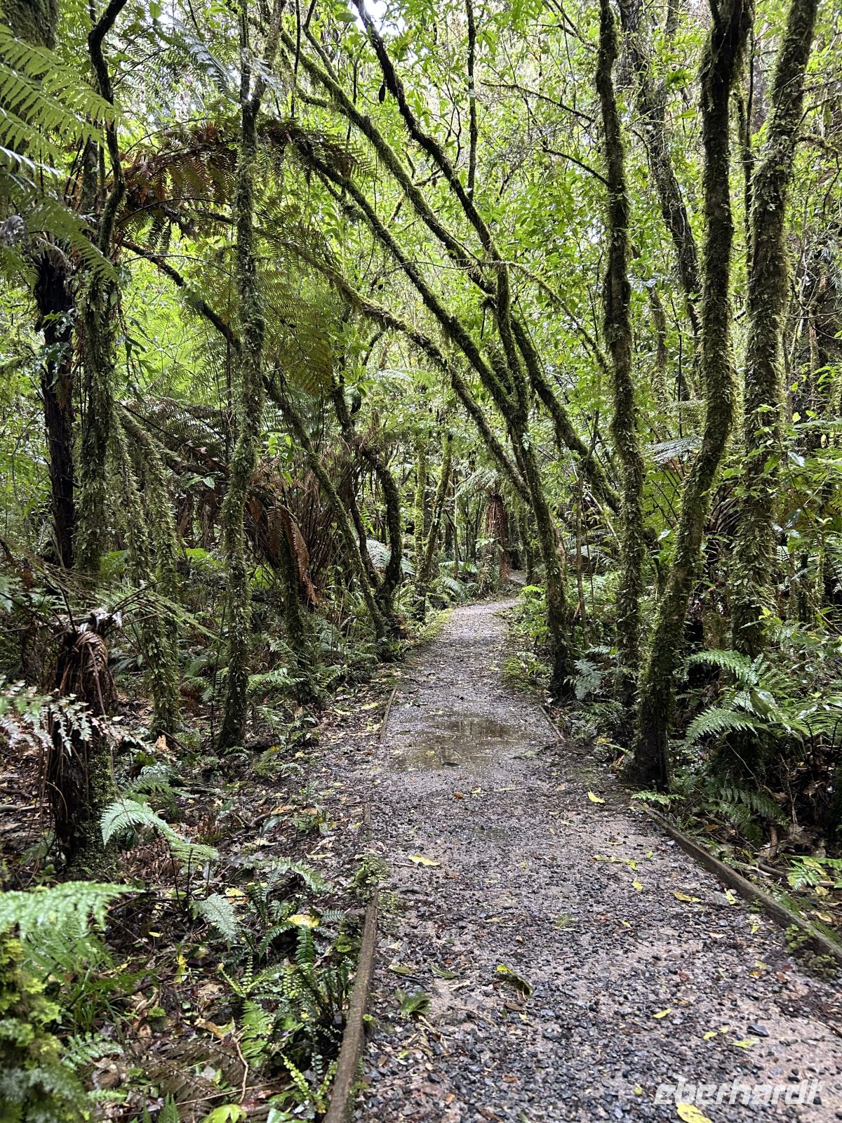 Rimu Walk 