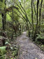 Rimu Walk 