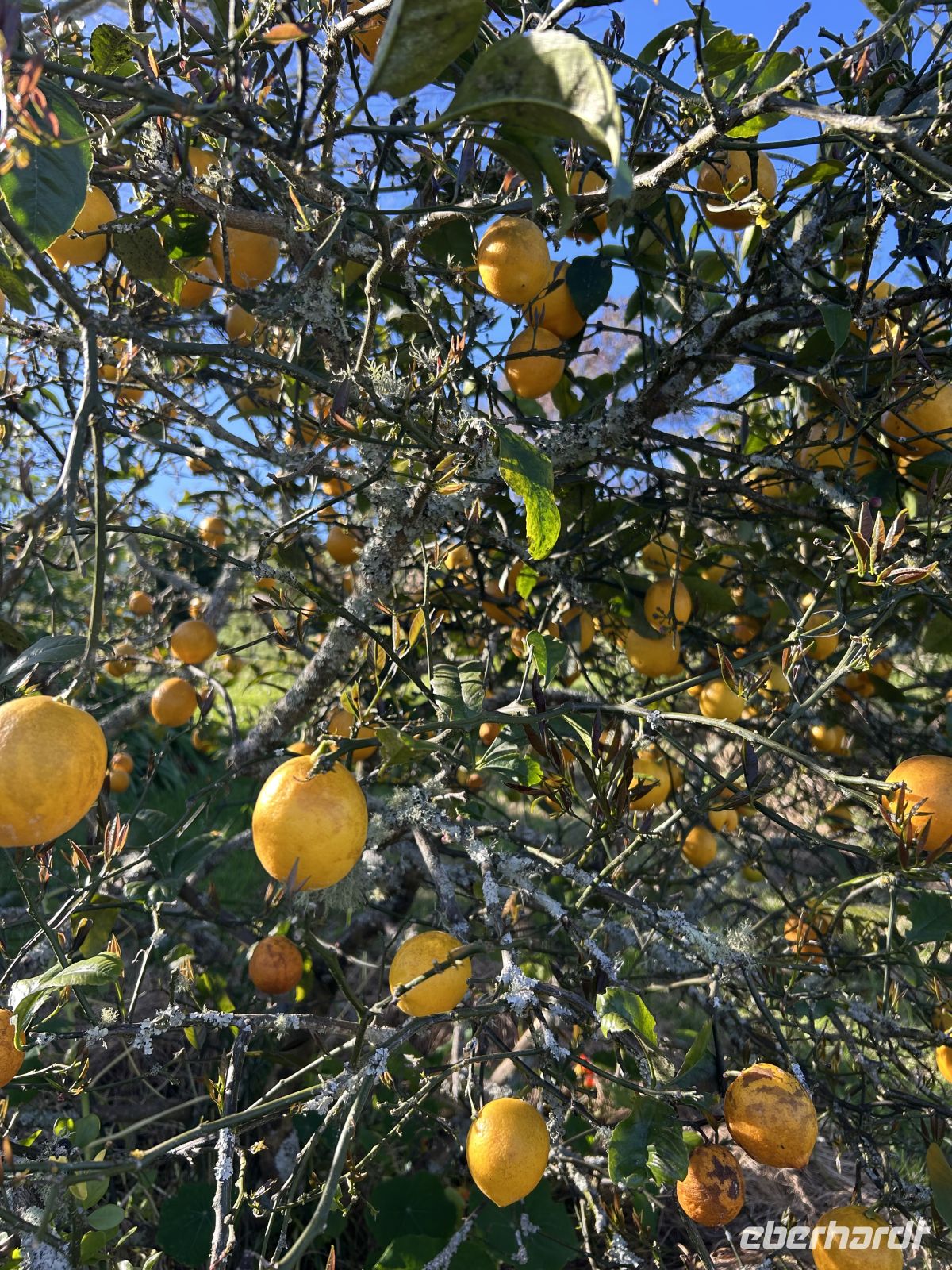 Zitronenbaum in Motueka