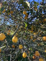 Zitronenbaum in Motueka