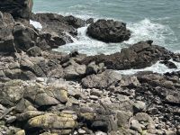 Seebären Kolonie in der Tauranga Bay