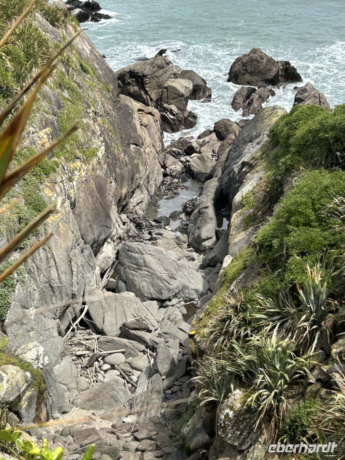 ISeebären Kolonie in der Tauranga Bay