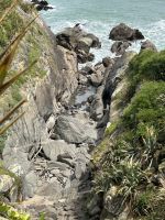 ISeebären Kolonie in der Tauranga Bay