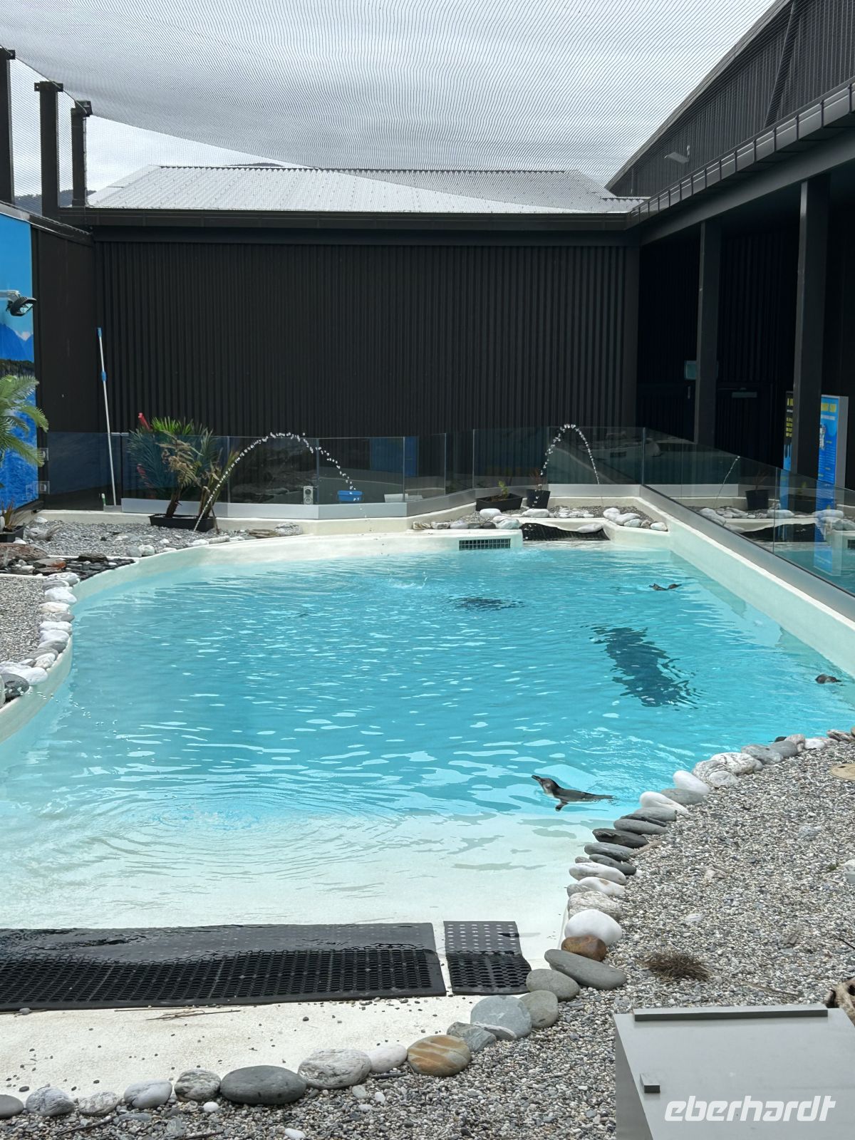 Zwergpinguine West Coast Wildlife Centre Franz-Josef