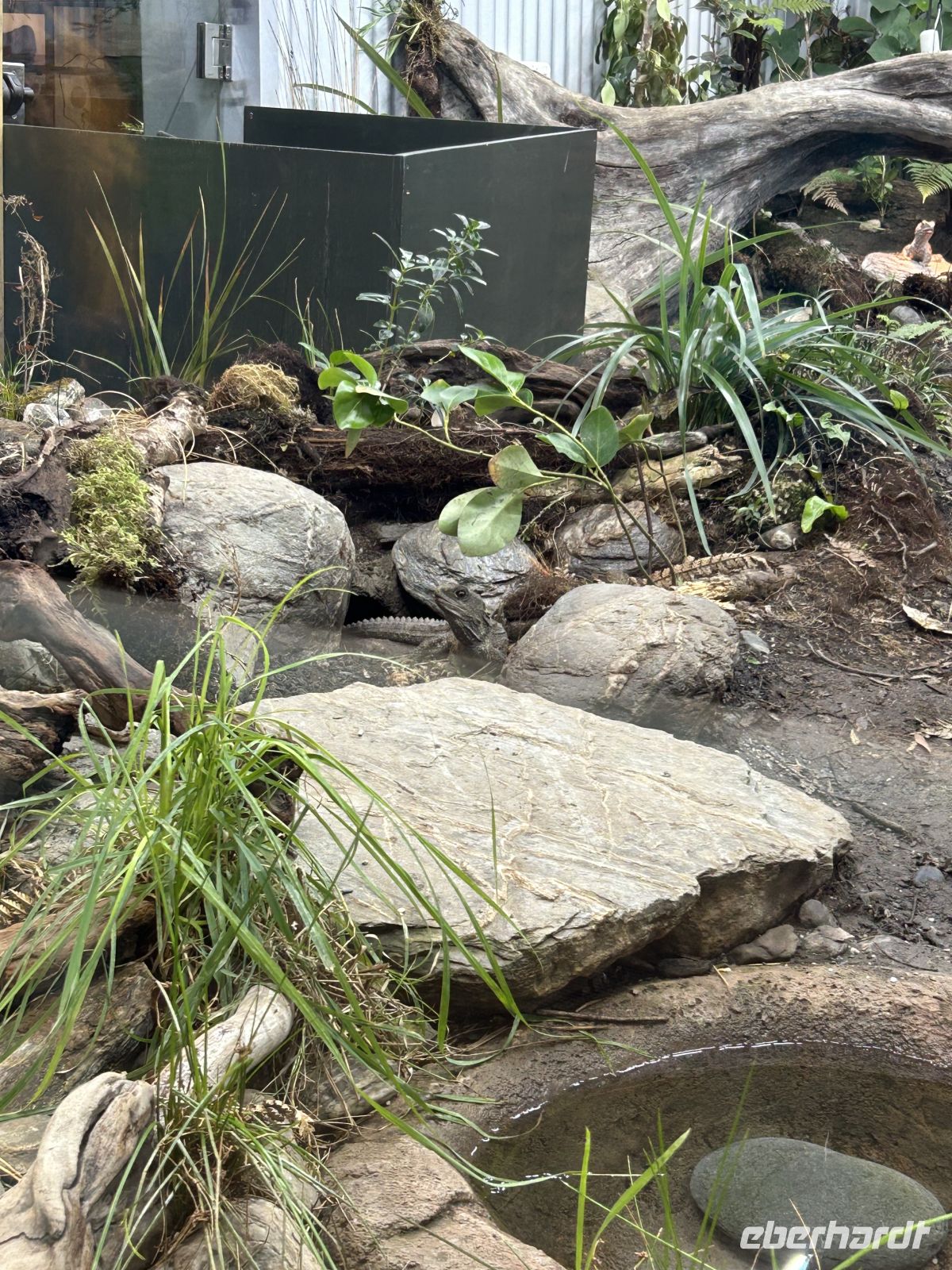 Tuatara-Echse West Coast Wildlife Centre Franz-Josef