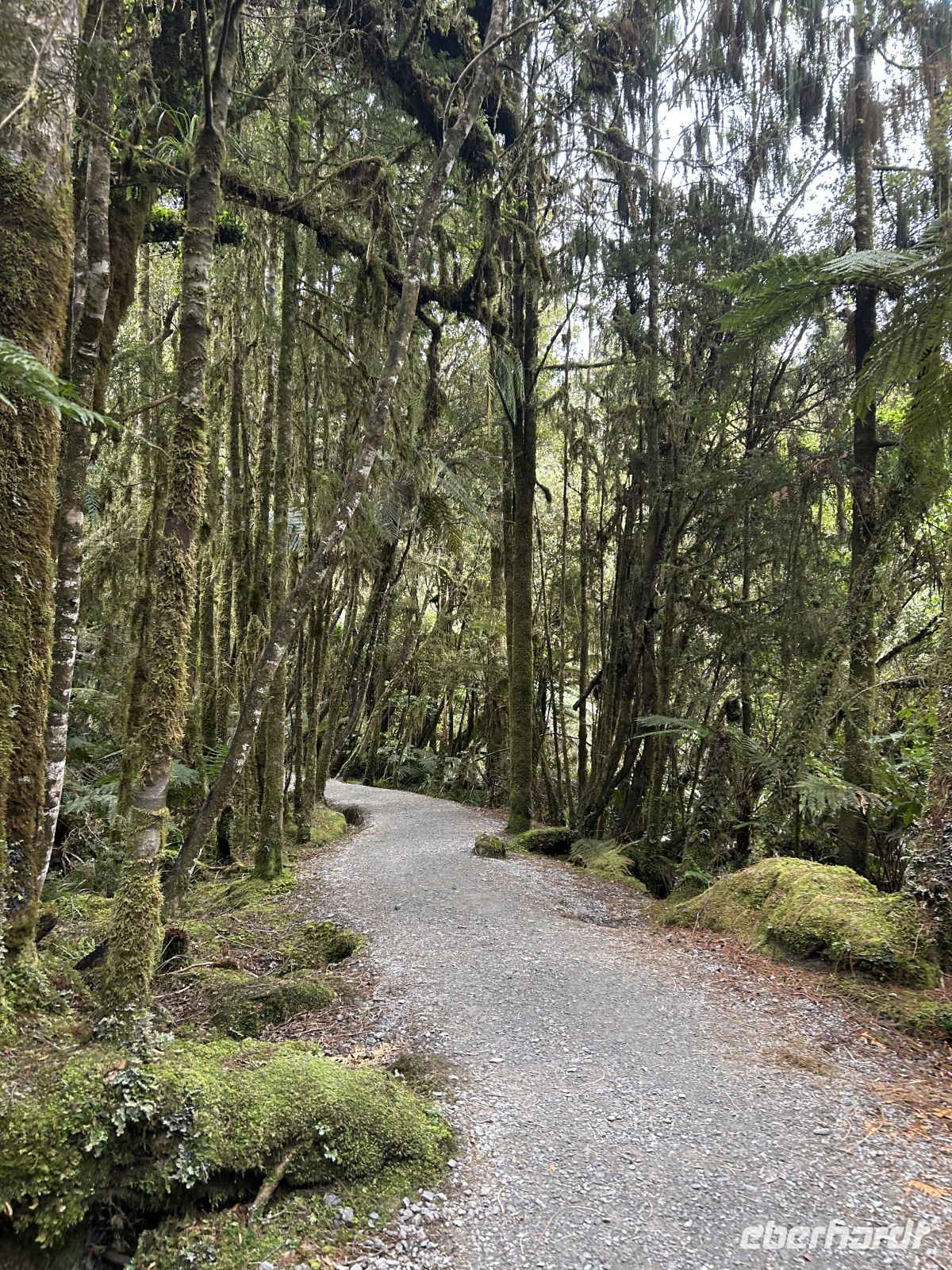 Westland Tai Poutini National Park