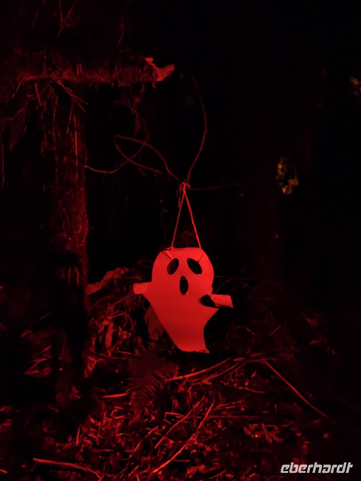 Glowworm Nachtwanderung