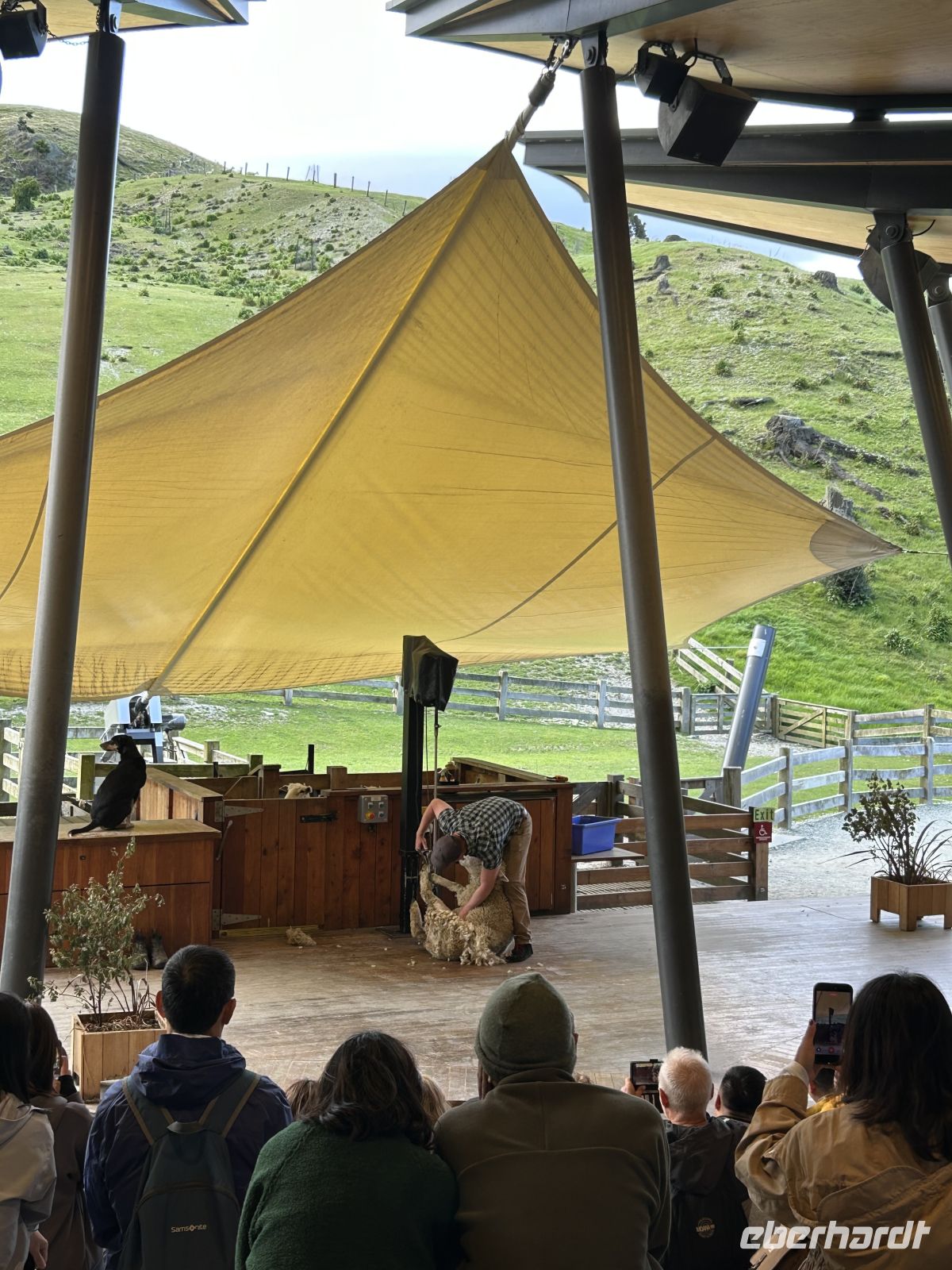 Vorführung Schaf schären