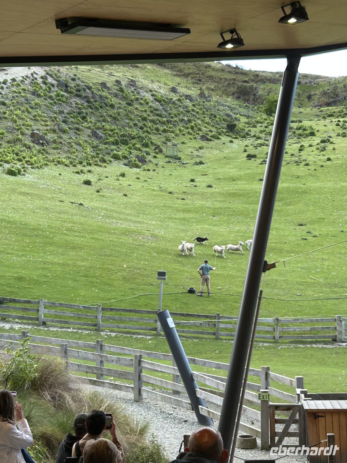 Cheerio beim Schafe eintreiben