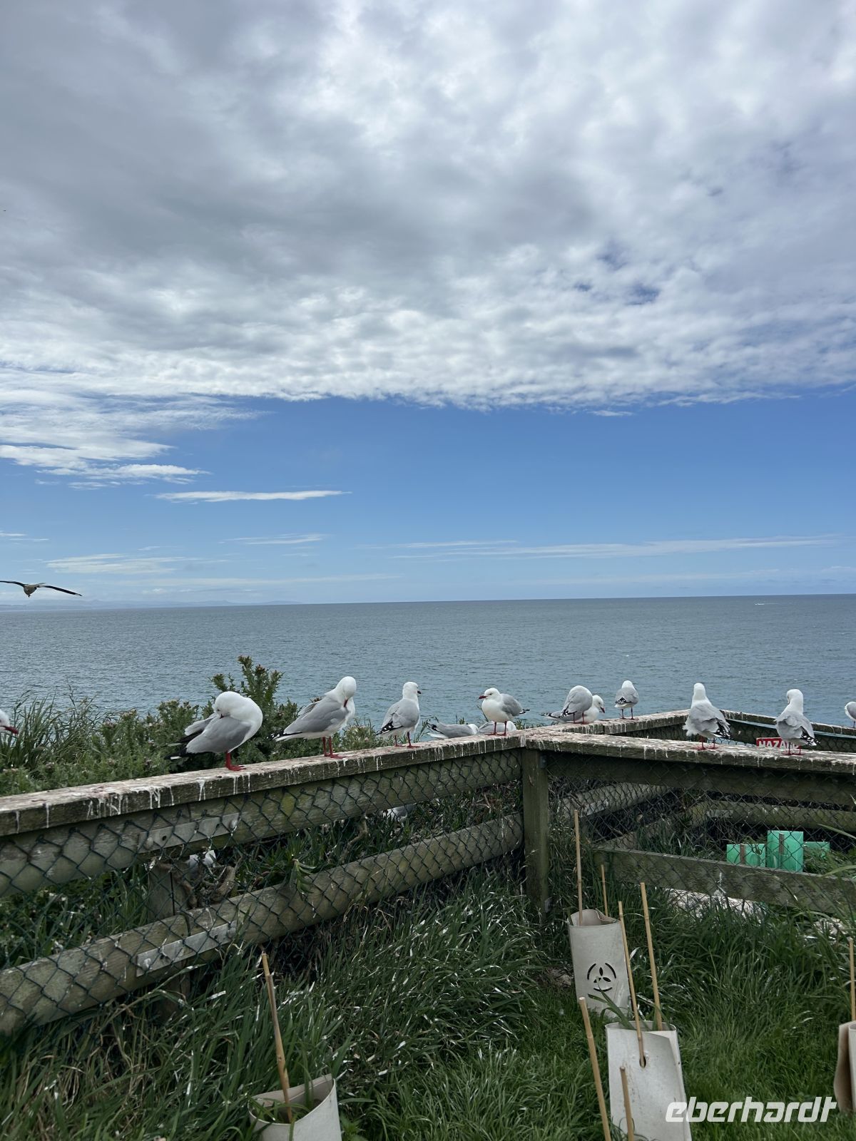 Royal Albatross Centre Otago Halbinsel