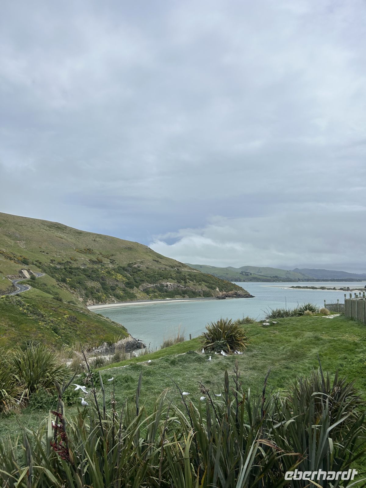 Royal Albatross Centre Otago Halbinsel