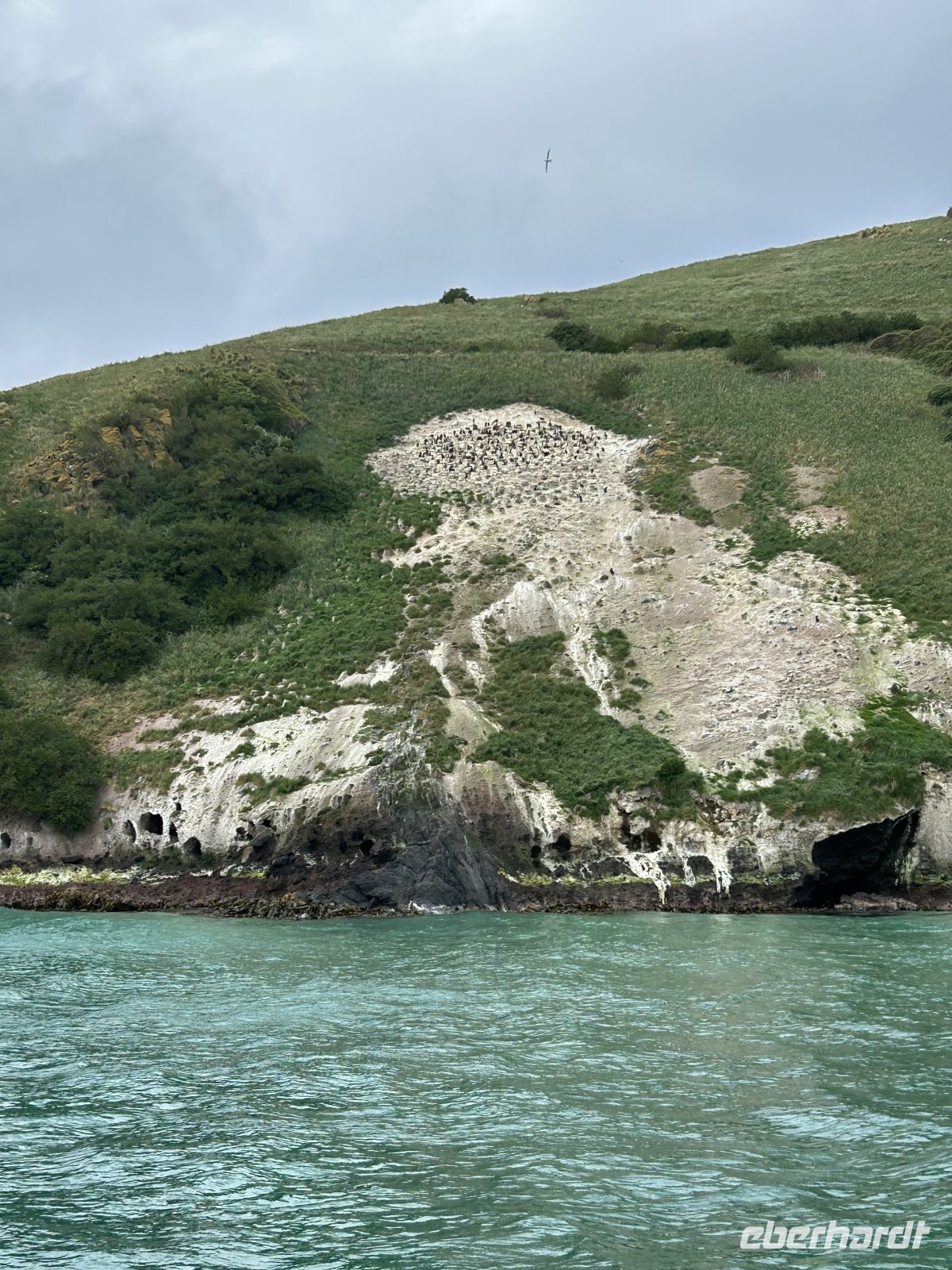 Wildlife Cruise Otago Halbinsel