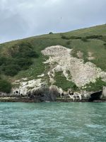 Wildlife Cruise Otago Halbinsel