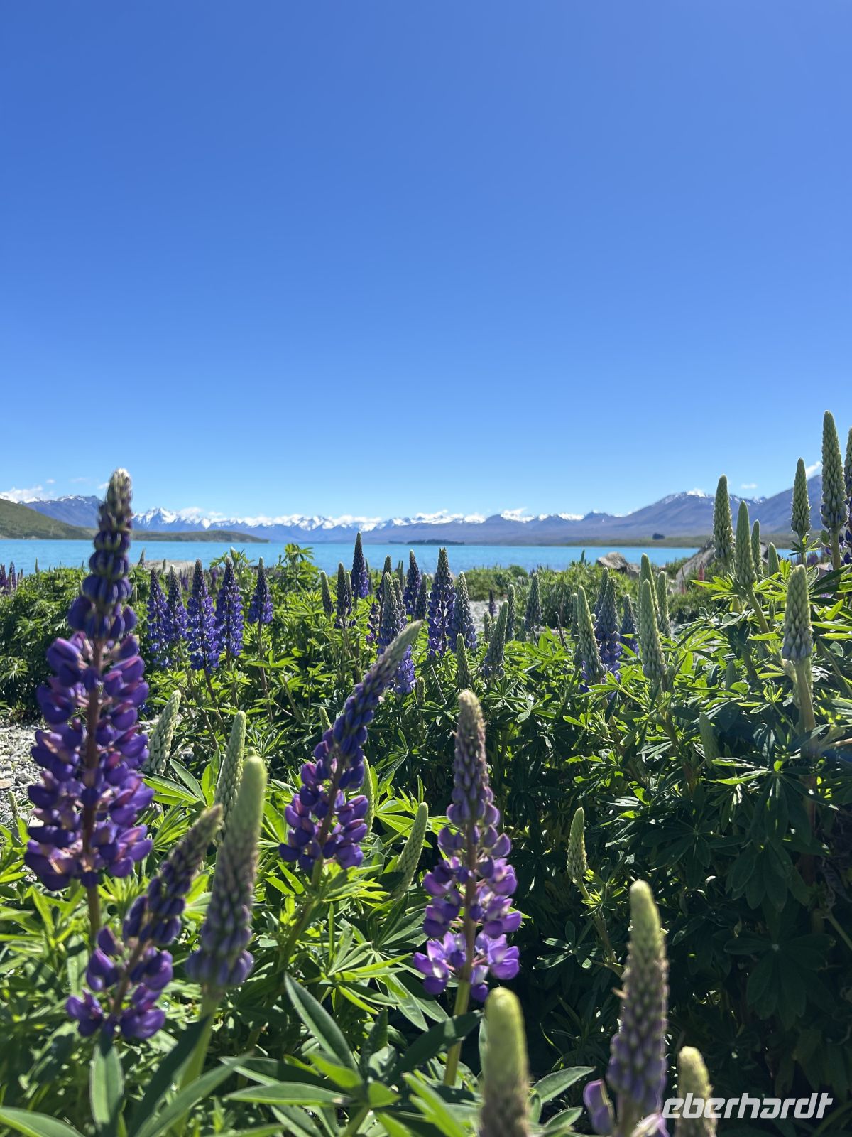 Lupinen am Lake Tekapo