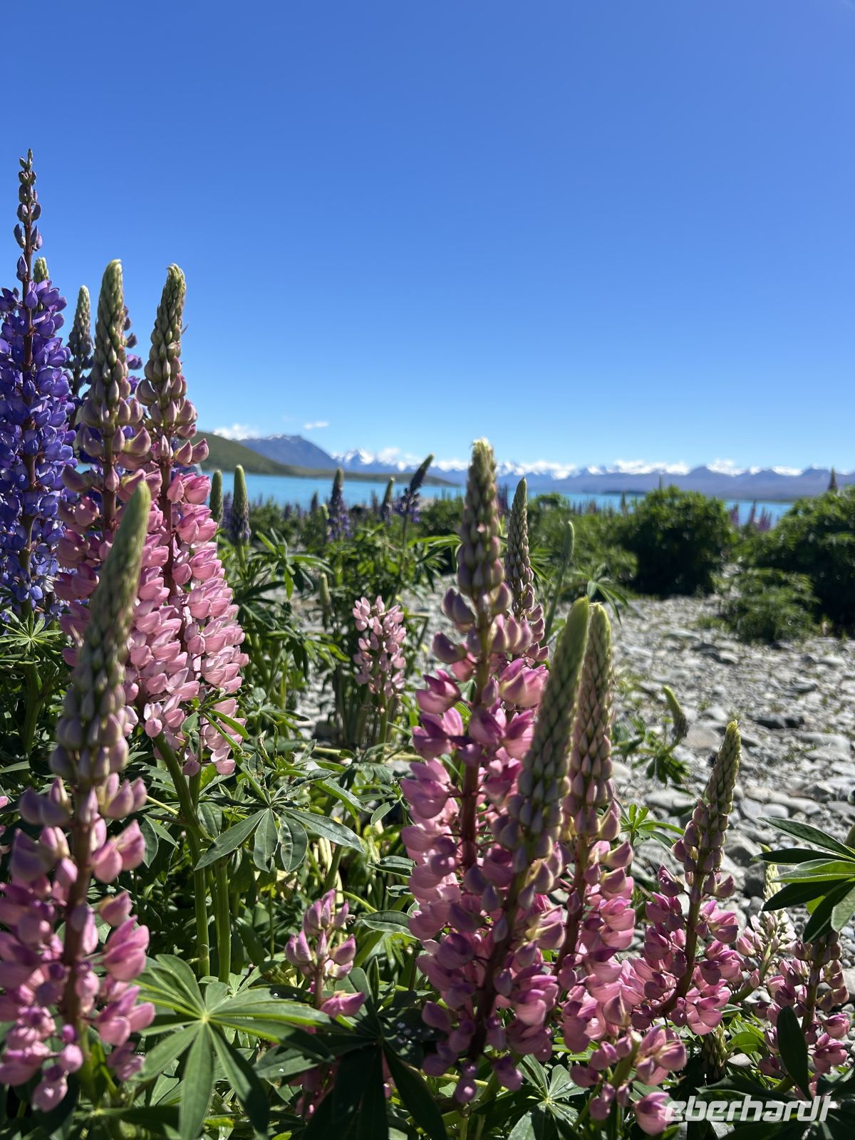 Lupinenfelder Lake Tekapo