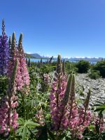 Lupinenfelder Lake Tekapo