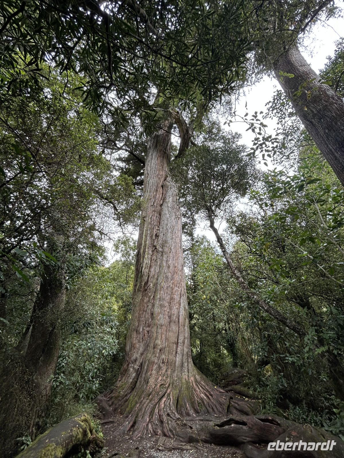 The Big Tree im Peel Forest