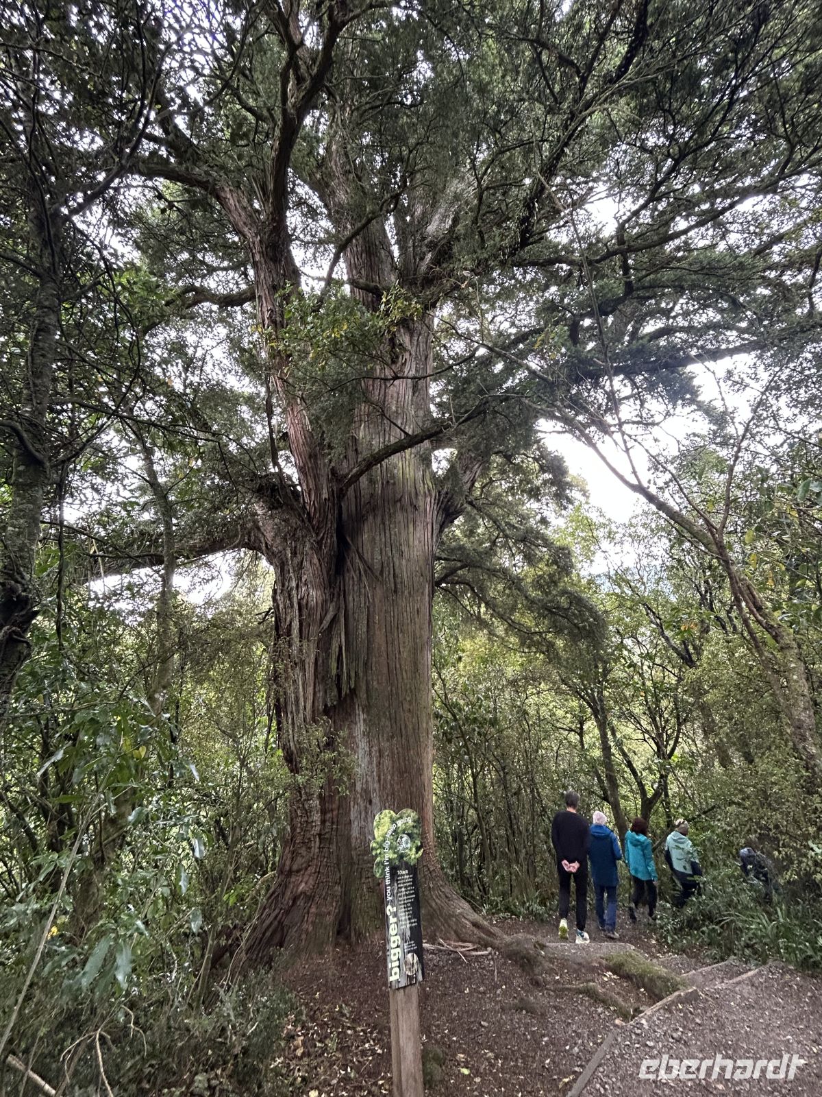 Peel Forest Wanderung
