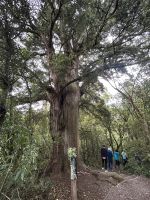 Peel Forest Wanderung