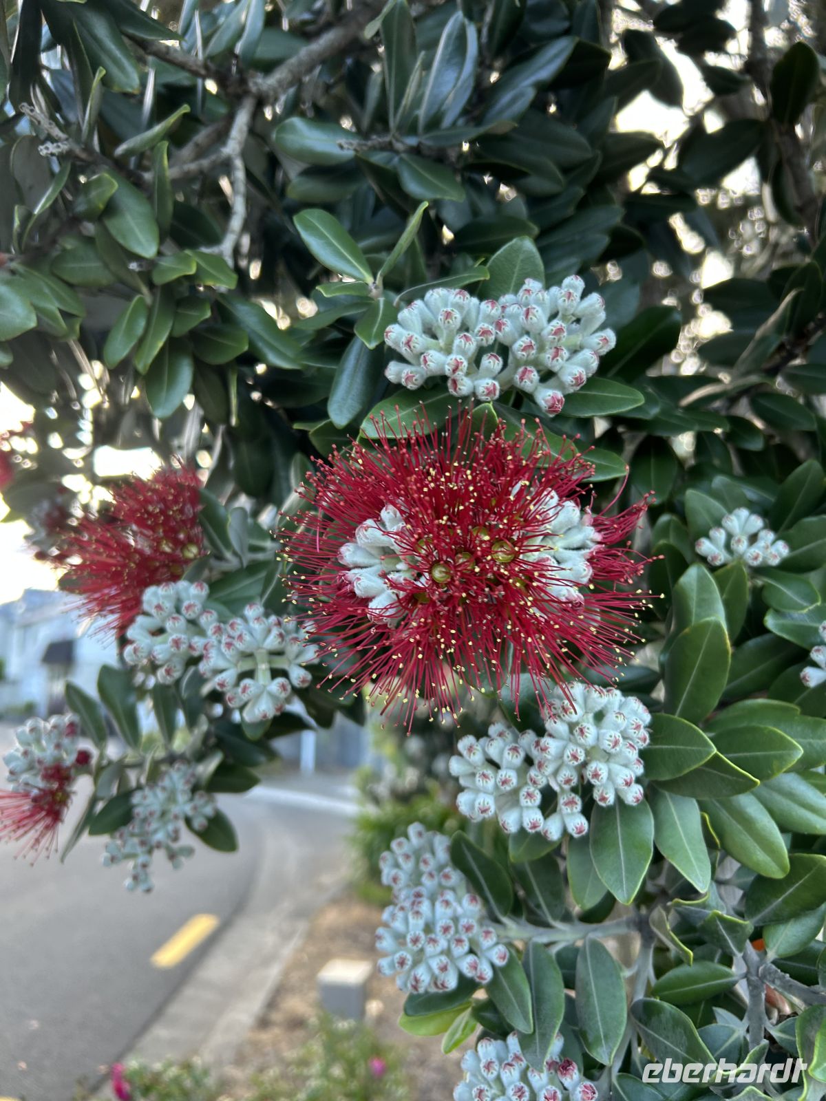 Pōhutukawa Baum 