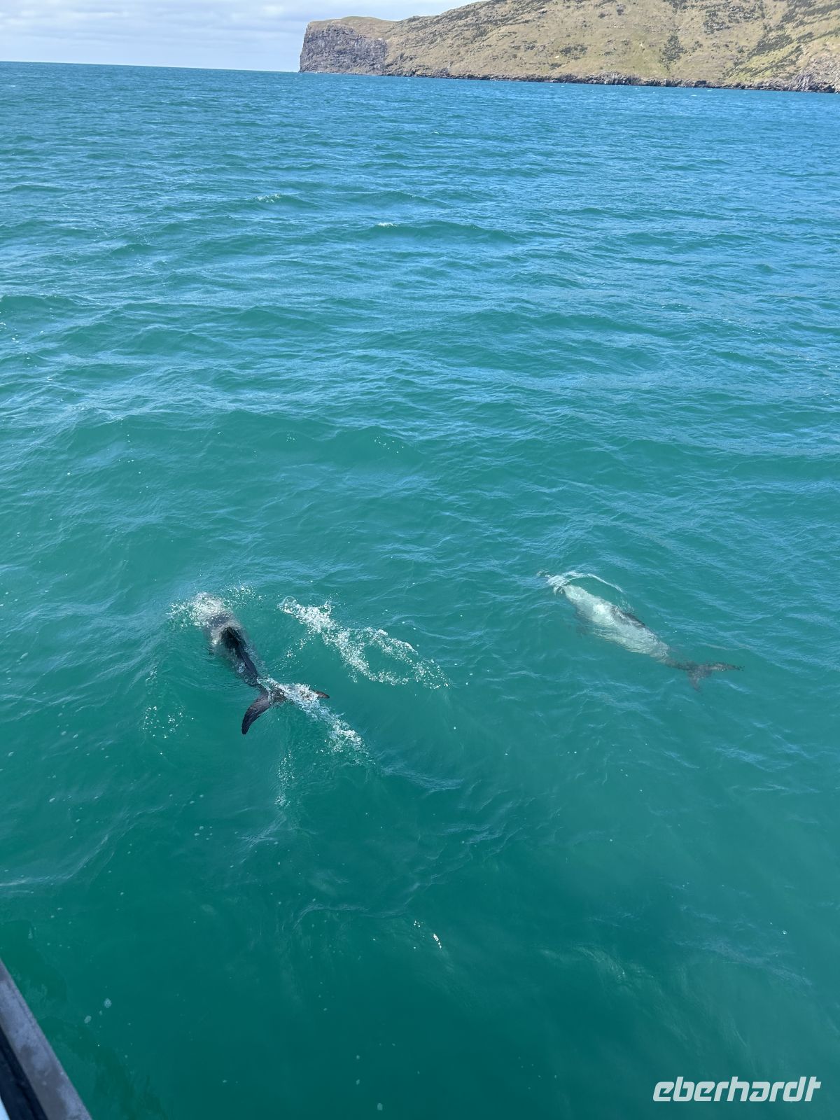 Hector Delfine im Akaroa Harbour