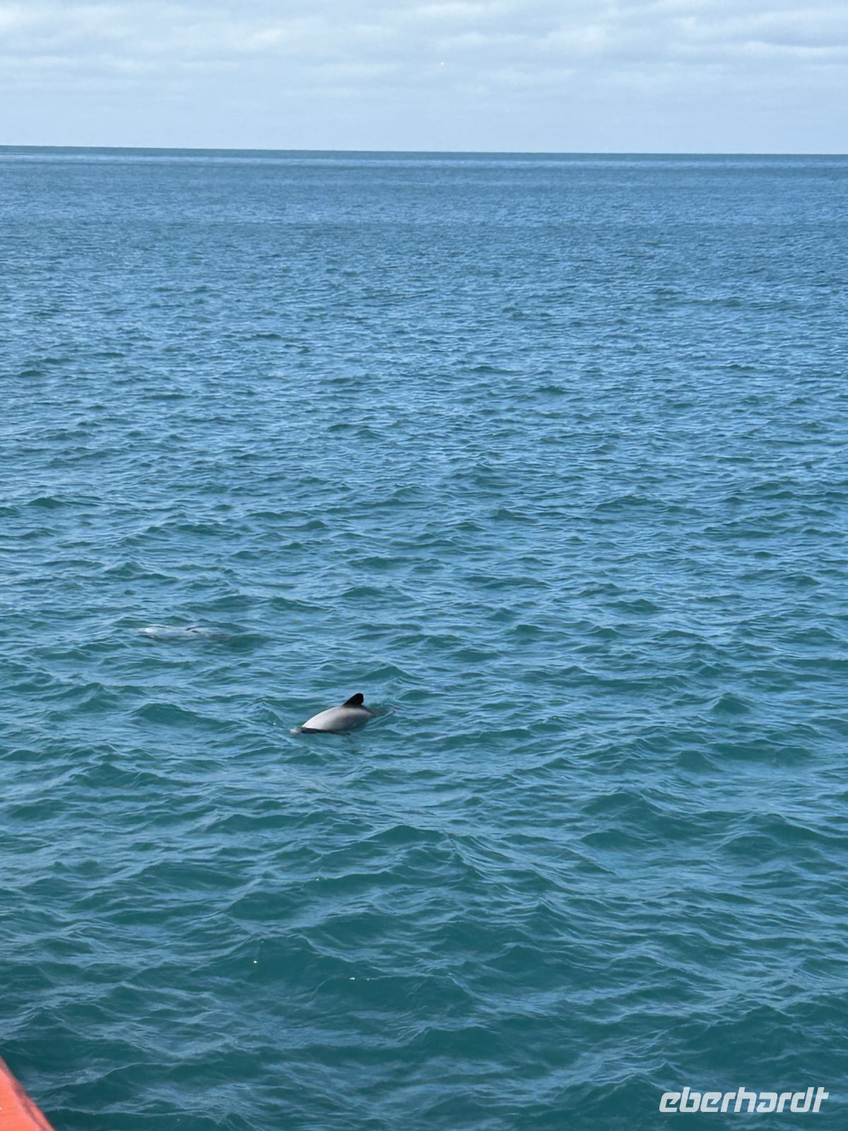 Hector Delfin im Akaroa Harbour