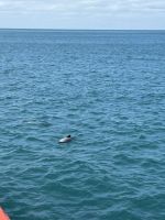 Hector Delfin im Akaroa Harbour
