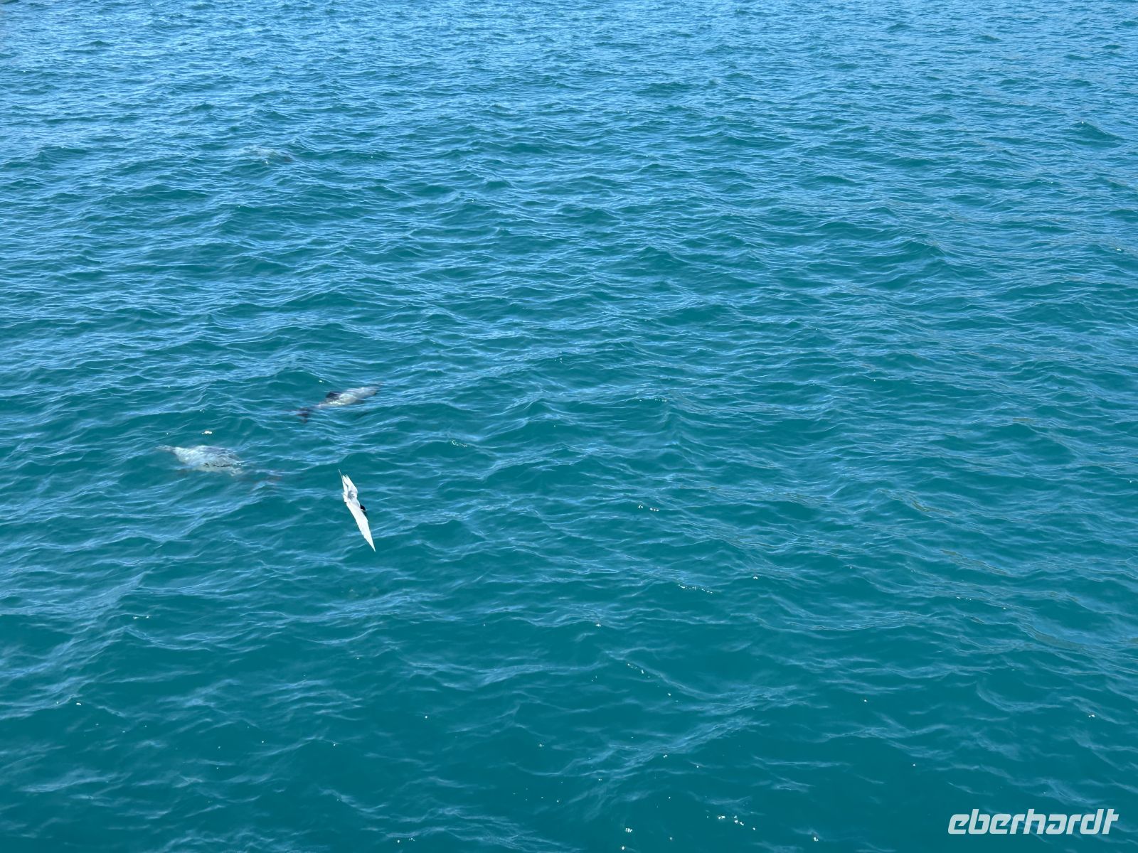 Hector Delfine im Akaroa Harbour