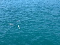 Hector Delfine im Akaroa Harbour