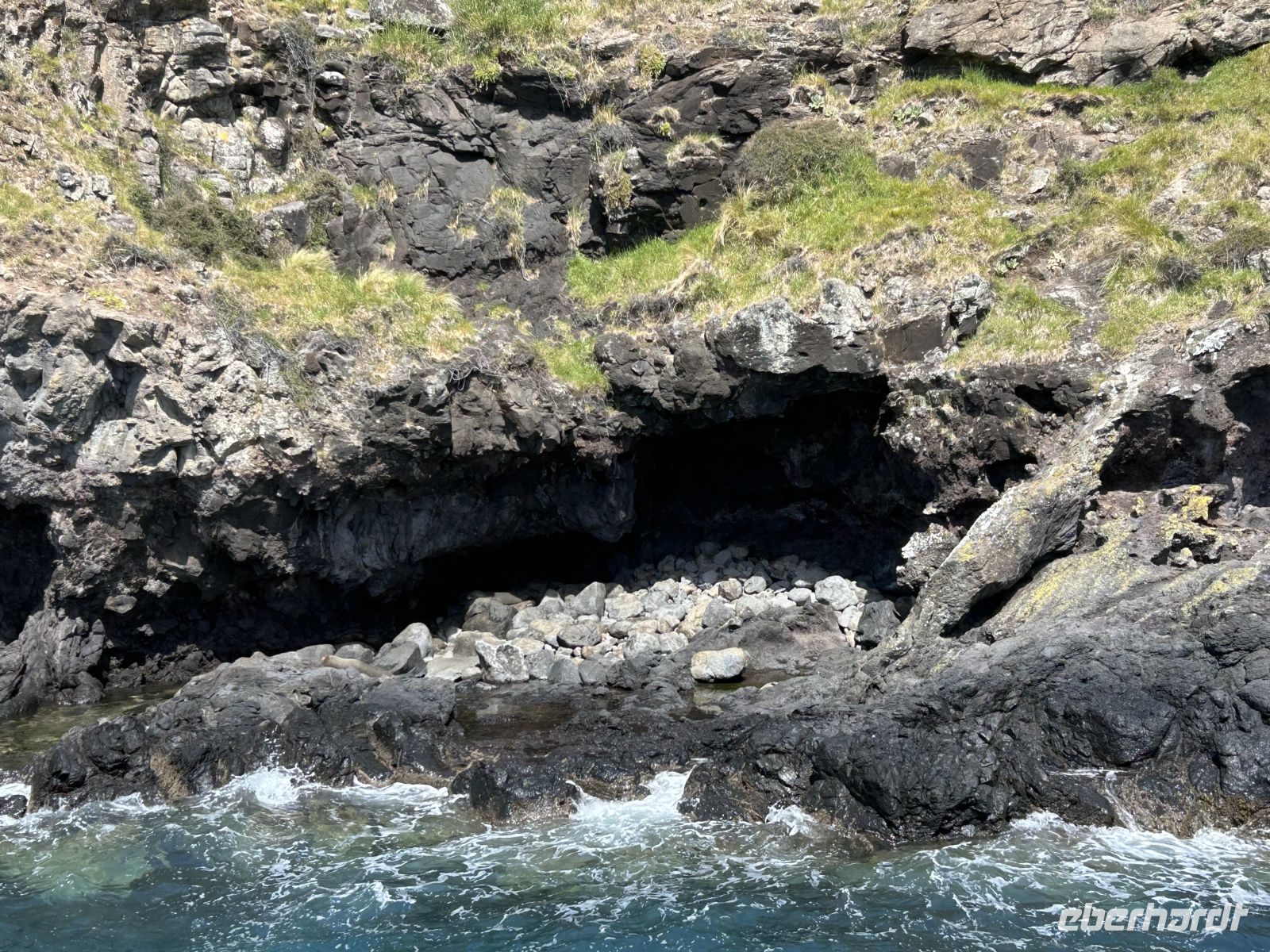 Seebären im Akaroa Harbour