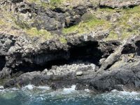 Seebären im Akaroa Harbour