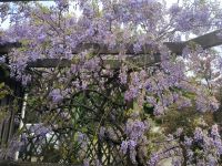 Blauregen an der Raststätte 