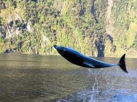 Delfinspiele im Milford Sound 