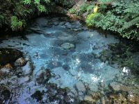 Die geheime Quelle im Maori Wald