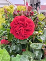 Rose im Garten der Farm