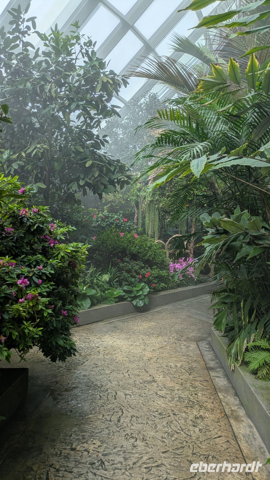Cloud Forest 