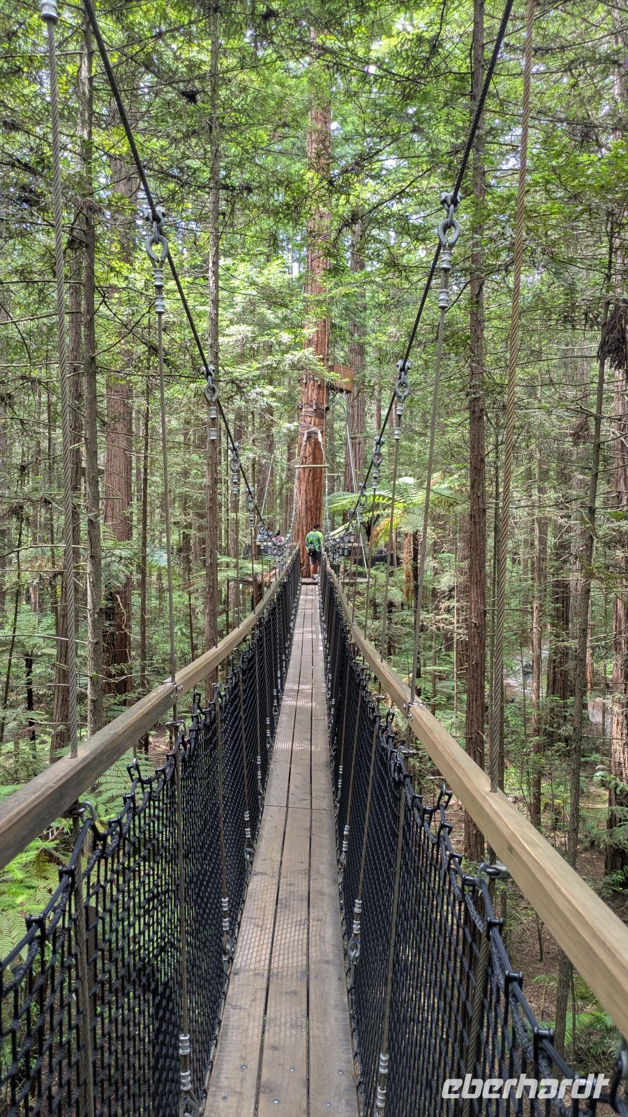 Treewalk, Redwood Wald